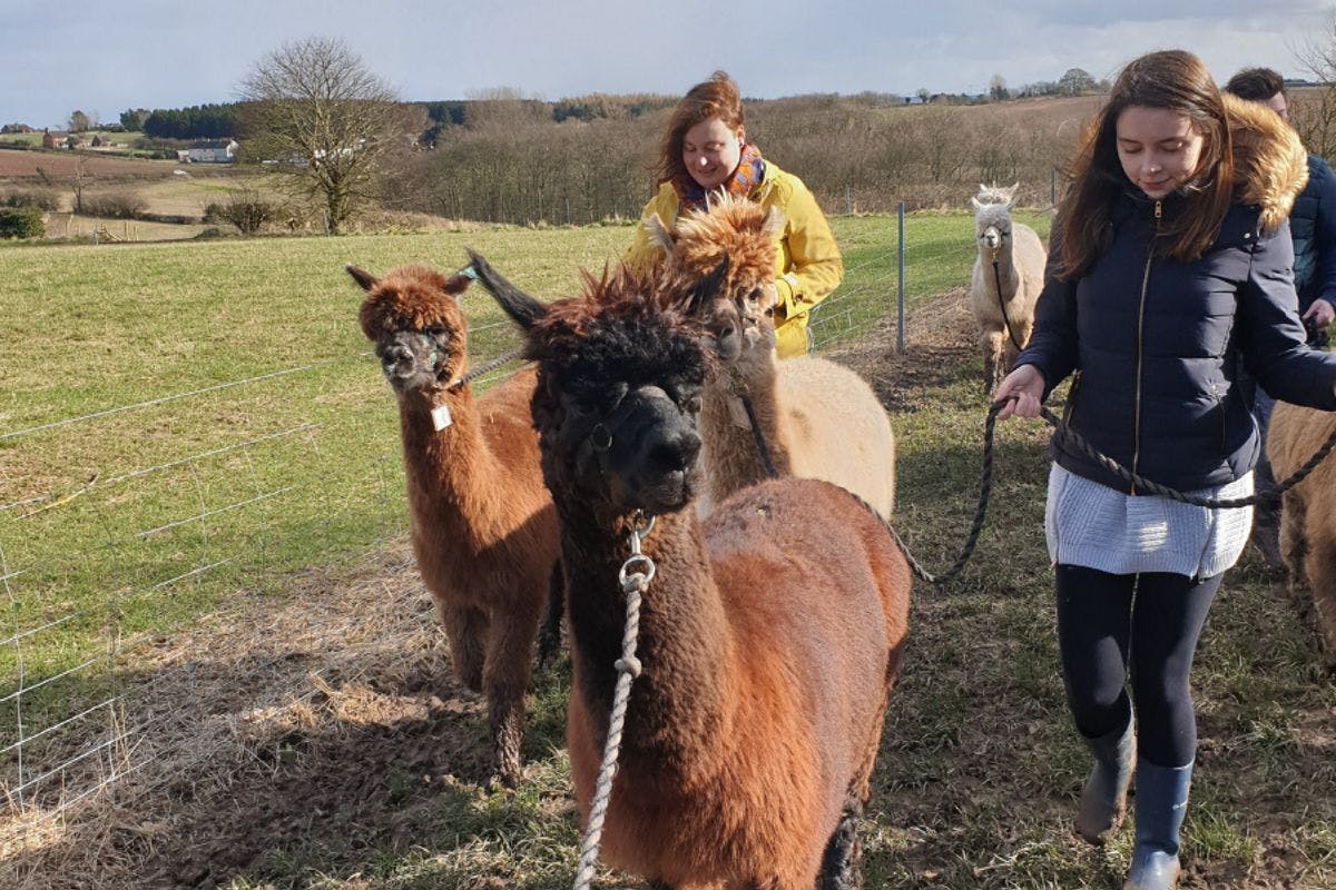 Alpaca Walk for Two at Charnwood Forest