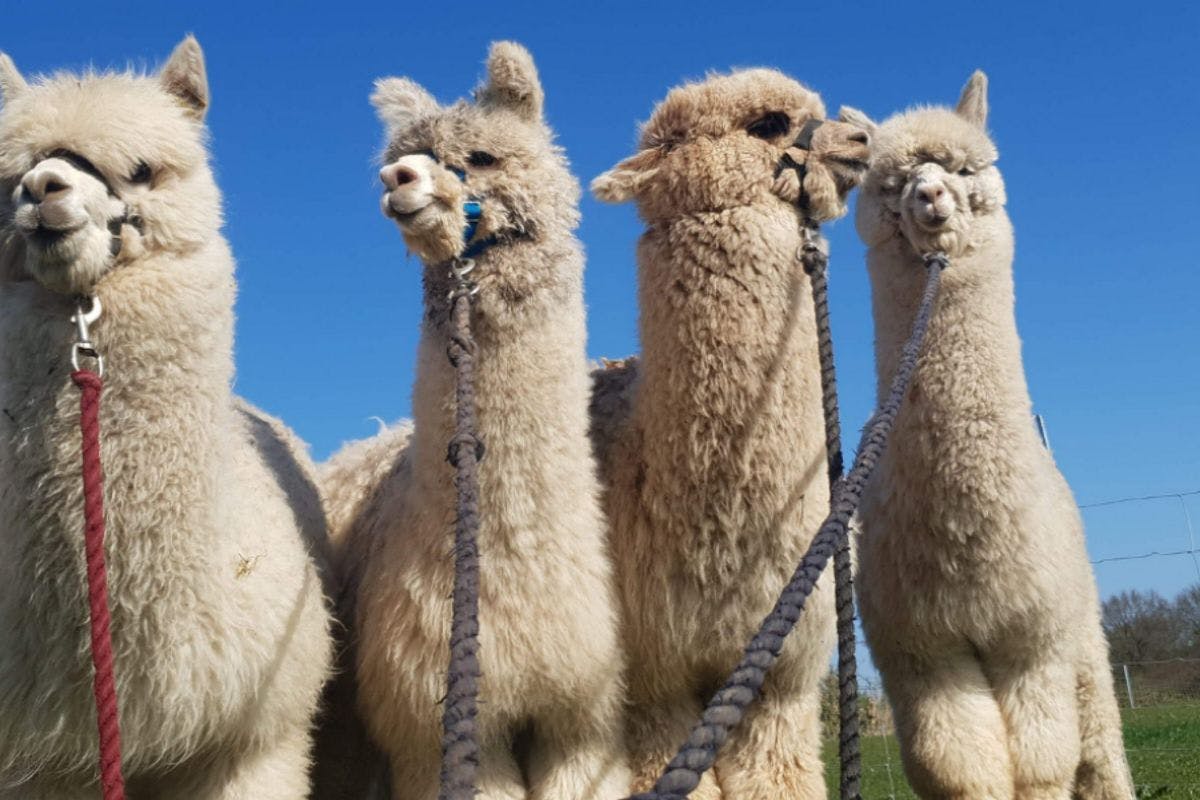 Alpaca Walk with Wood Fired Pizza for Two at Charnwood Forest