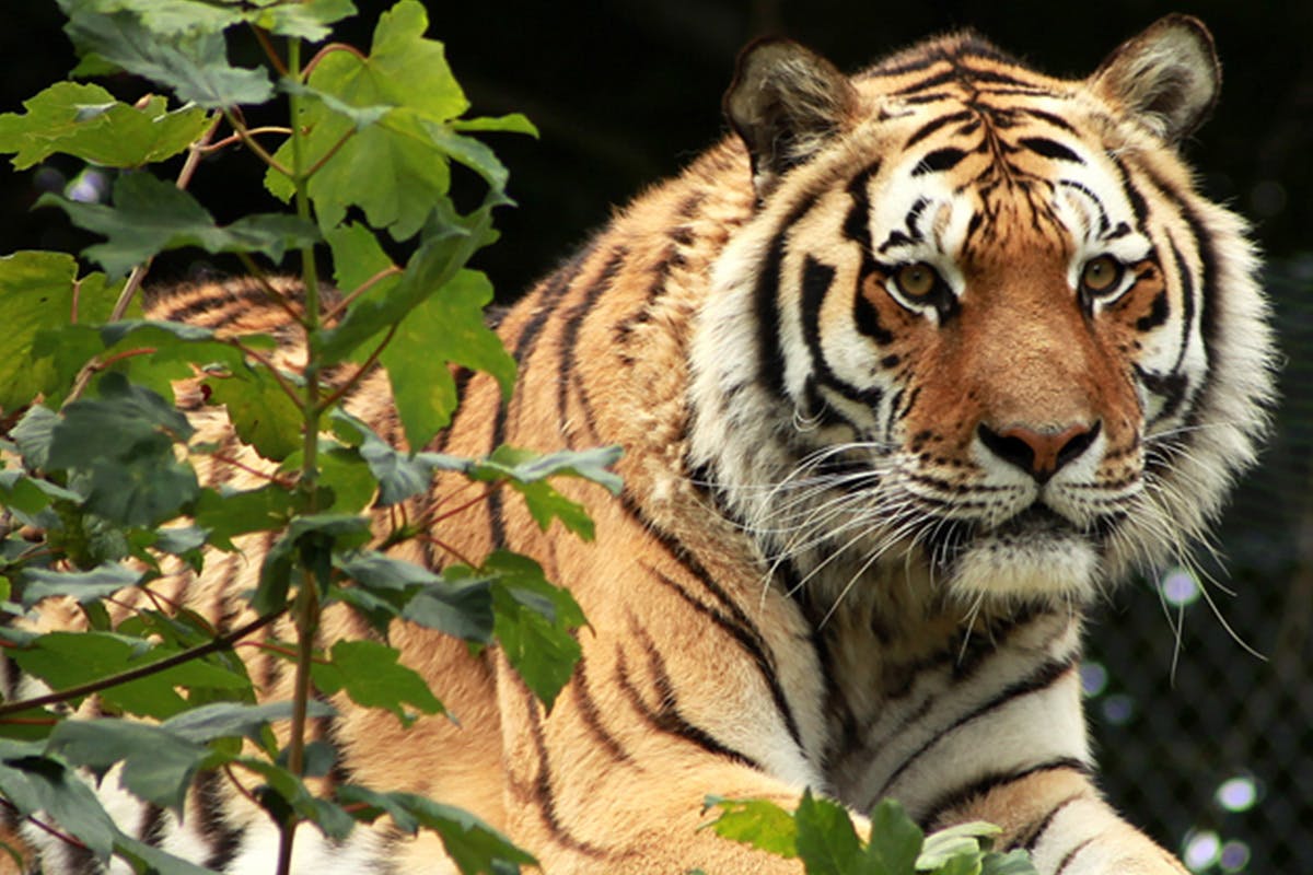 2-for-1-become-a-big-cat-keeper-at-dartmoor-zoo