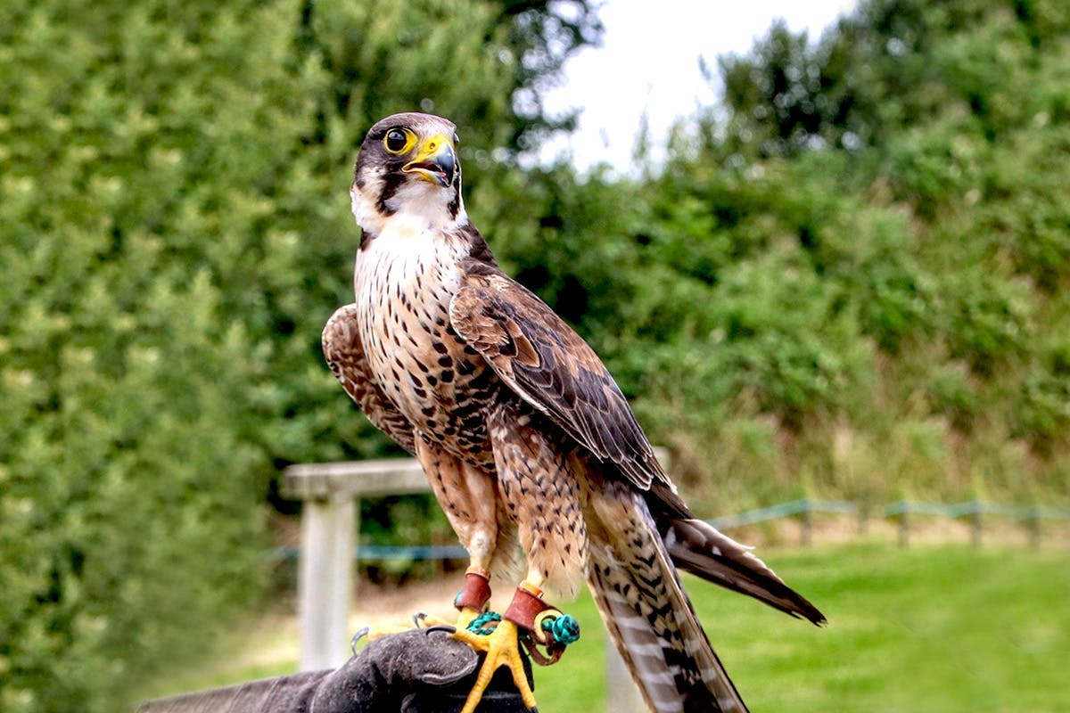 Bird of Prey Experience for Two at North Somerset Bird of Prey Centre