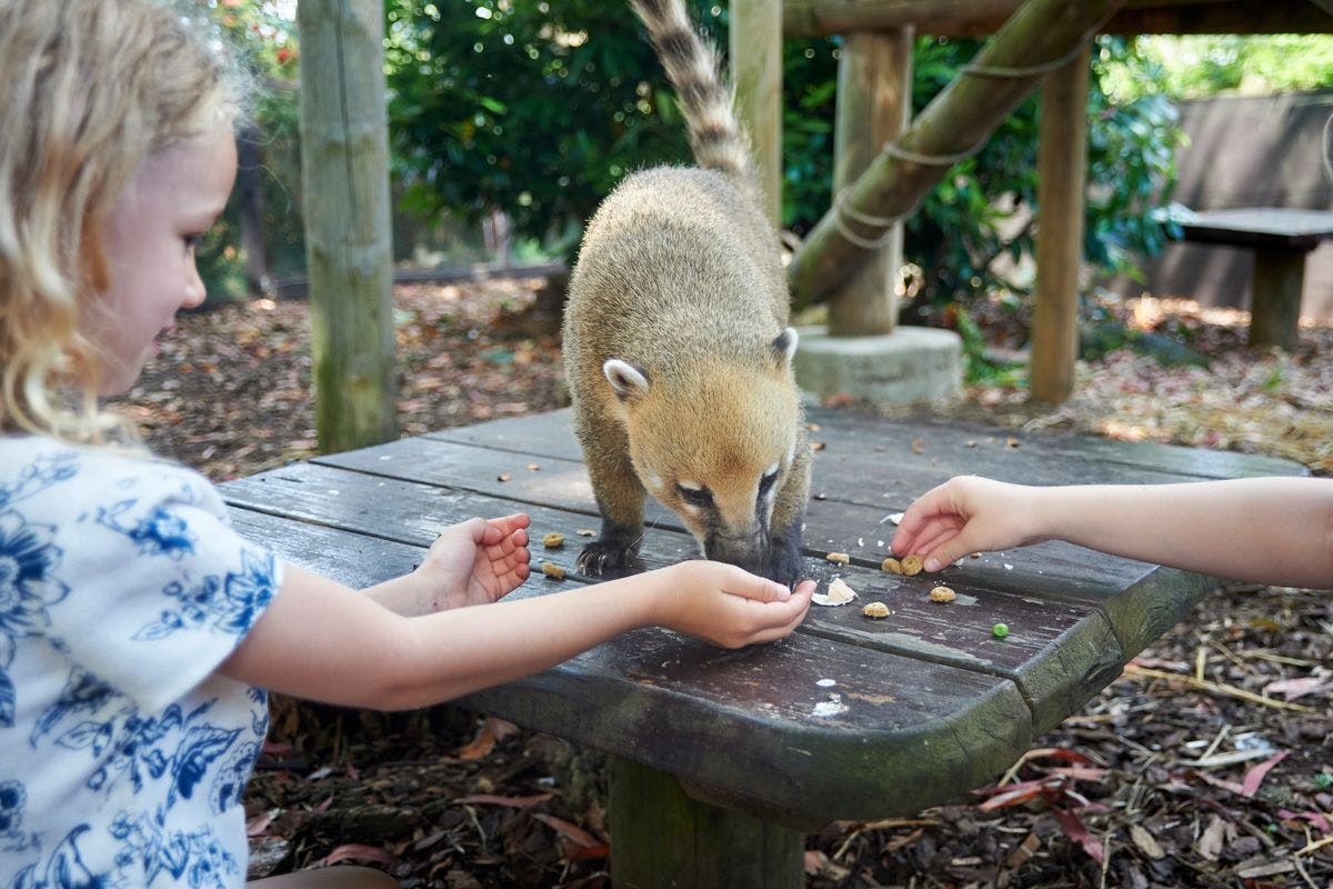 Coati Close Encounter at Drusillas Park