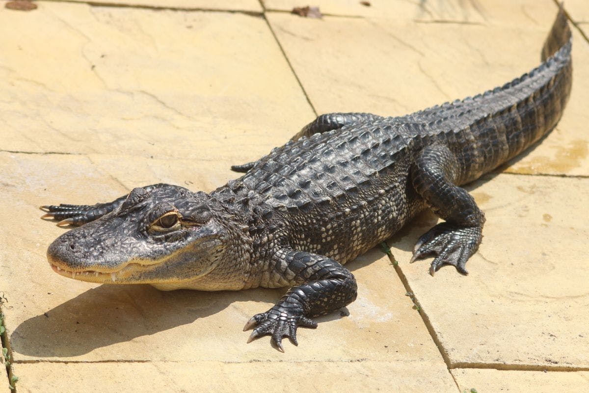 Crocodile Feeding Encounter