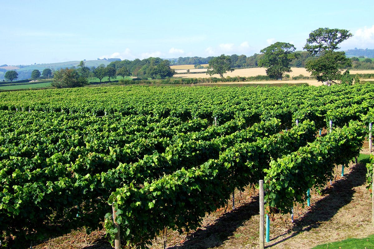 Deluxe Vineyard Tour and Wine Tasting for Two at Kerry Vale Vineyard