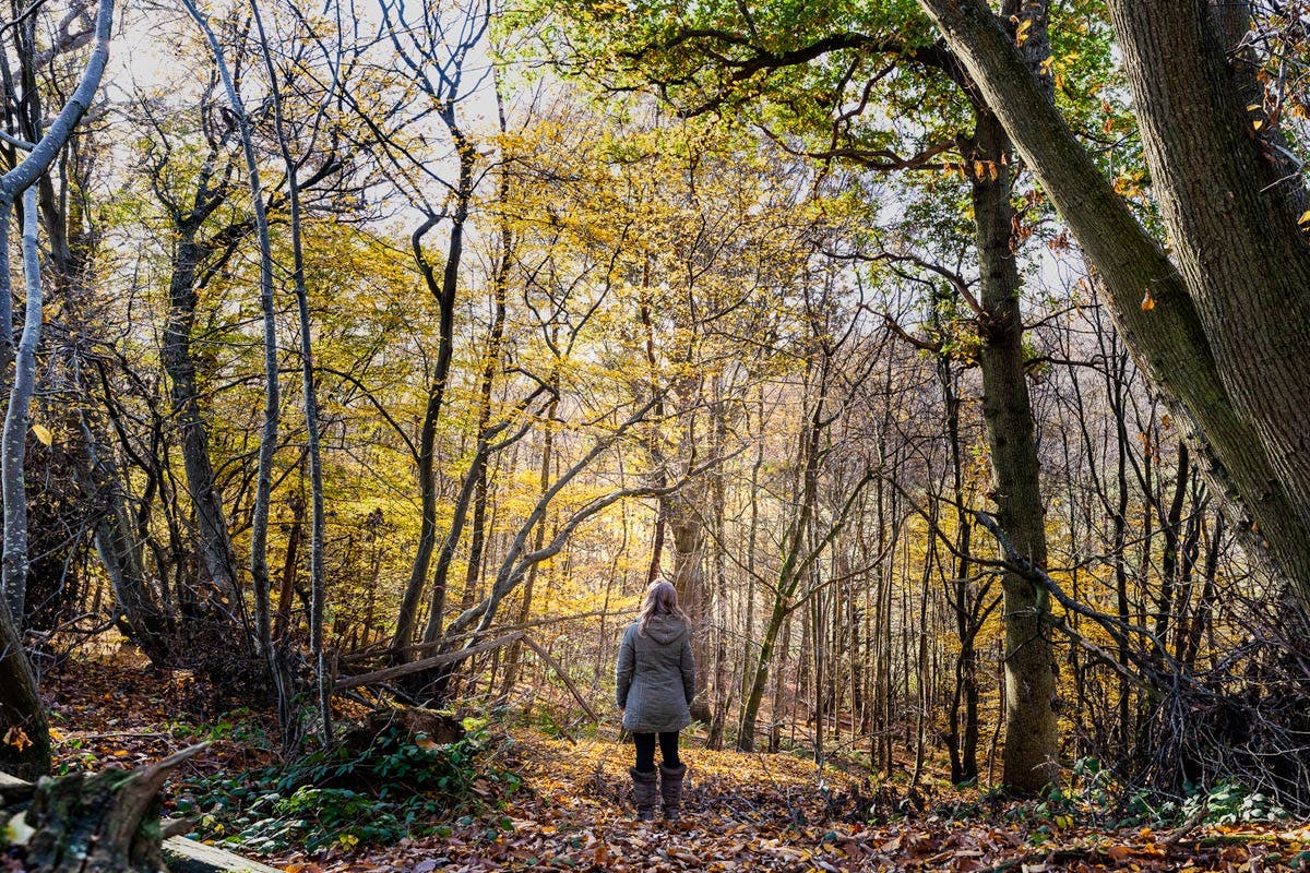 Forest Bathing Experience