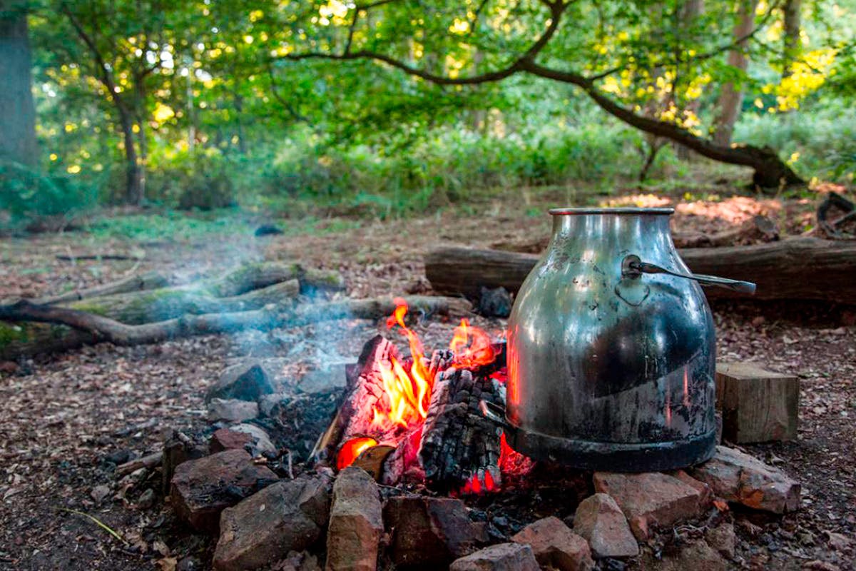 Forest bathing что это