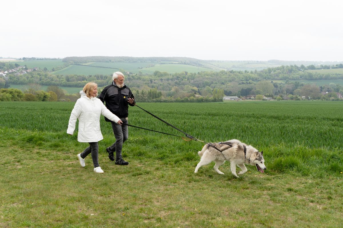 hiking with huskies