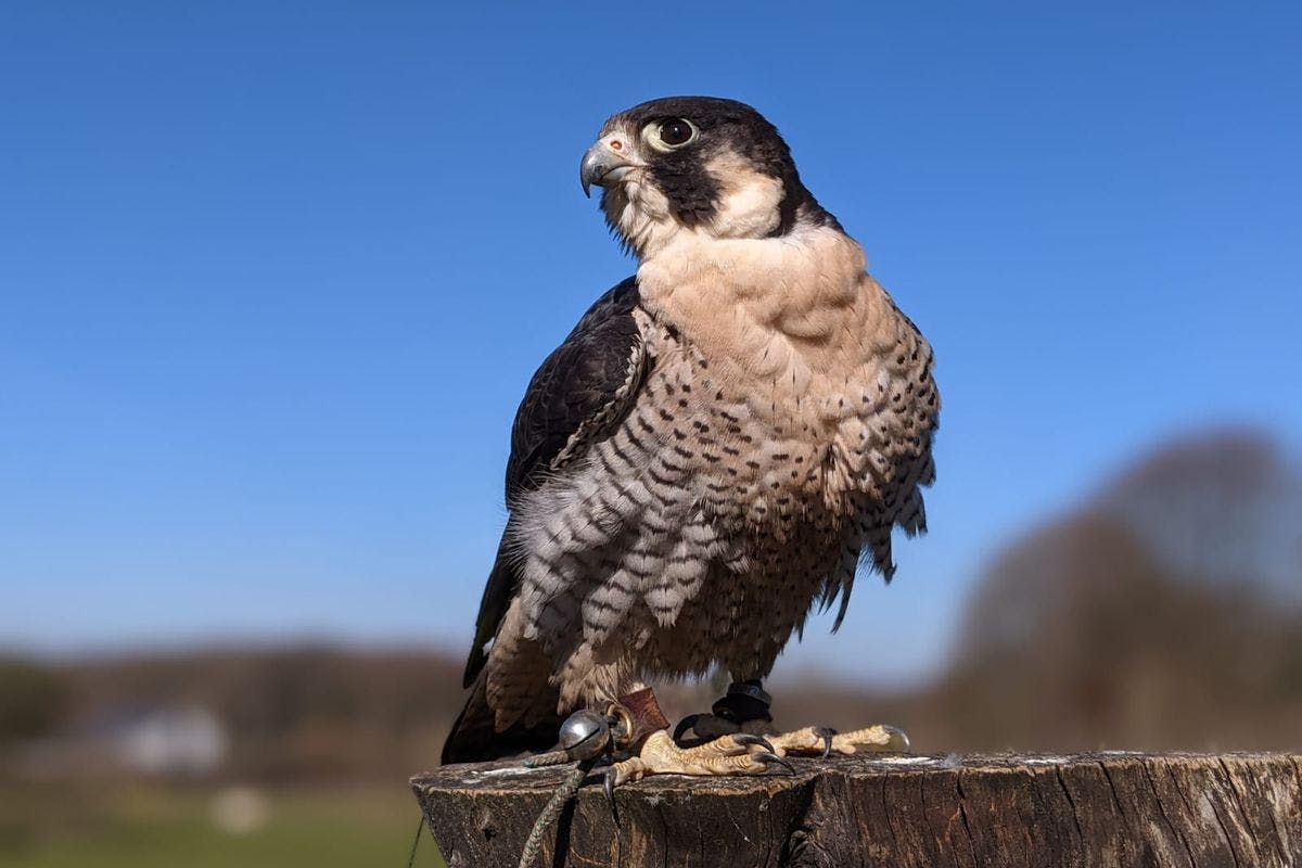 Introduction to Falconry for Two at Willow’s Bird of Prey Centre