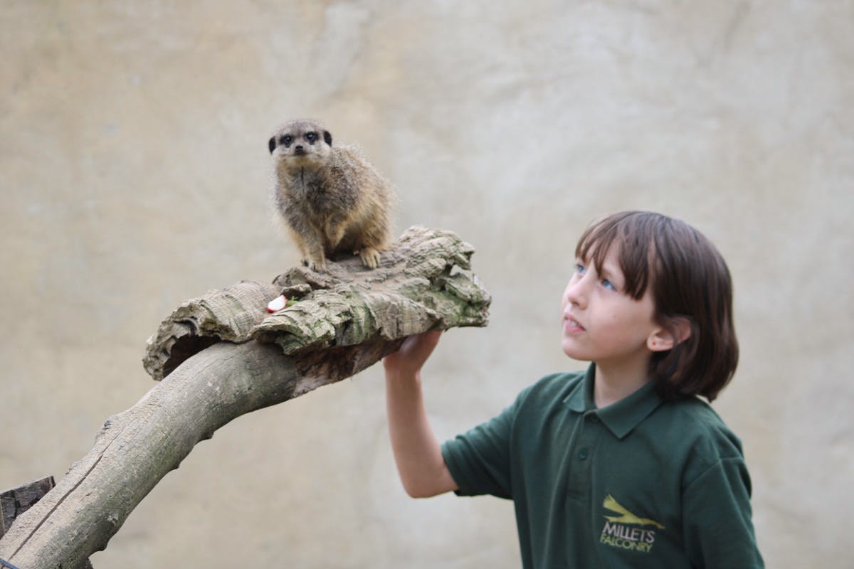 junior-animal-keeper-experience-at-millets-falconry-centre