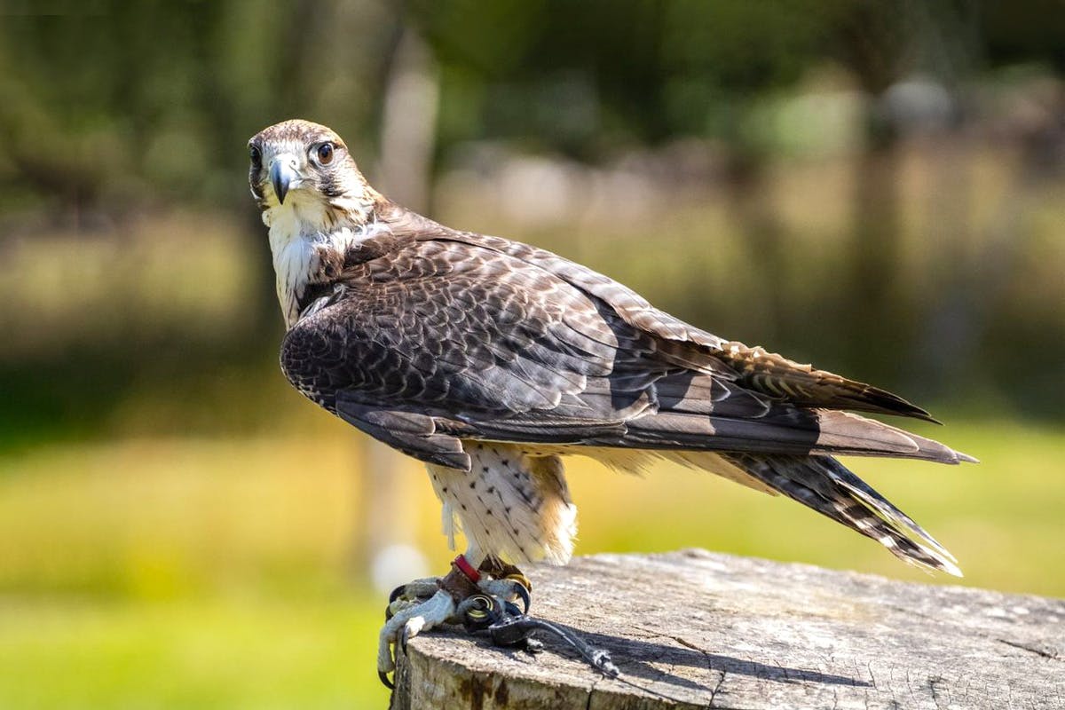 Junior Falconry Experience at Willow’s Bird of Prey Centre
