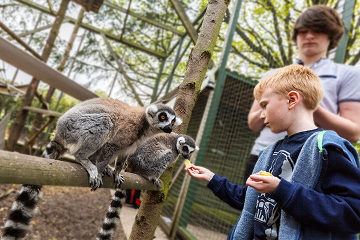 Junior Half Day Keeper Experience with Day Admission for Two at Hoo