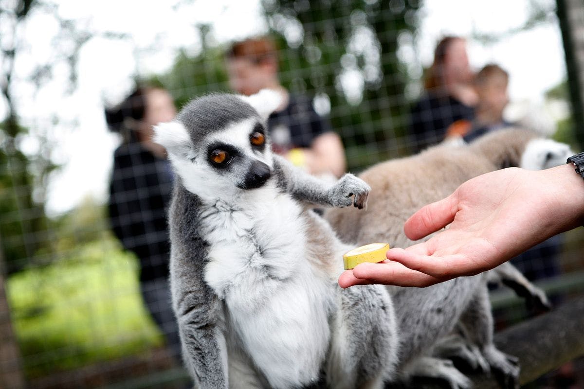 Meerkat, Lemur and Serval Animal Encounters with Feeding for Two at Hoo