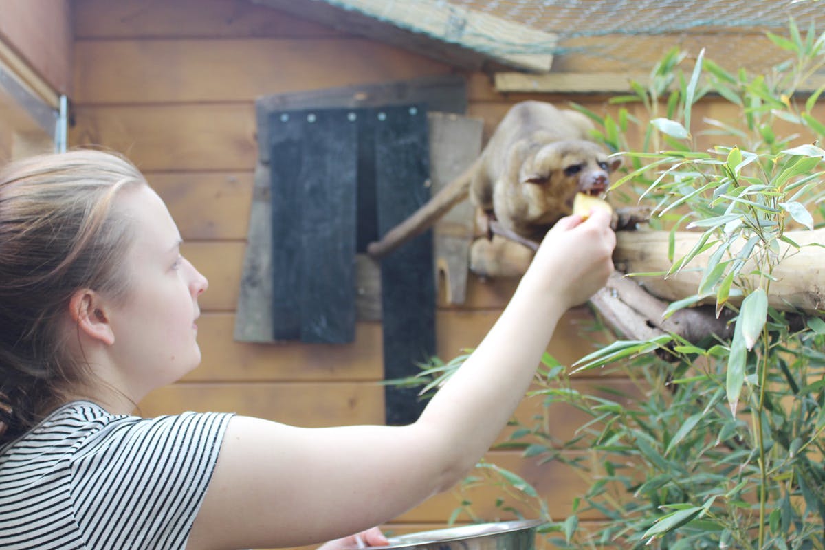 Meet the Kinkajous at Hemsley Conservation Centre