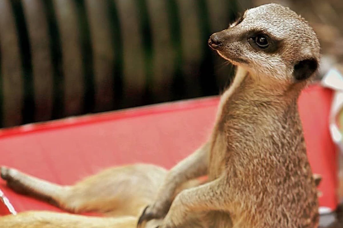 Meet The Meerkats and Entry to Eagle Heights Wildlife Foundation for Two
