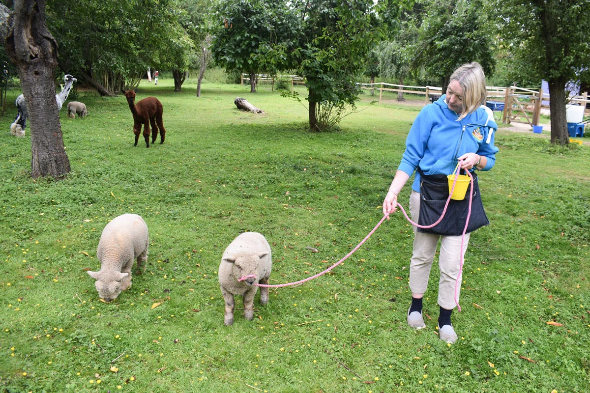 Miniature Farm Animal Experience with Sweet Treats and Tea for Two at