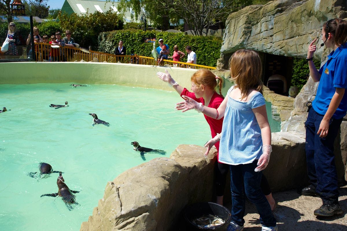 Penguin Feeding Experience for One at Drusillas Park
