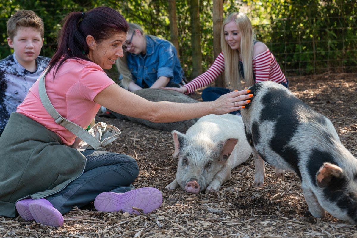 Piggy Pet and Play for Two Adults and Two Children