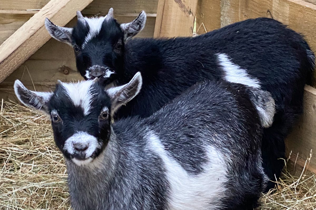 pygmy-goat-play-for-two