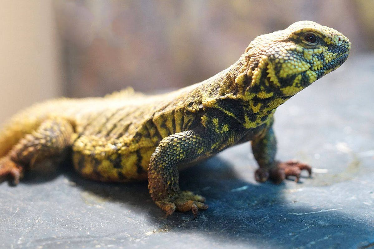 Reptile and Bug Experience at Dartmoor Zoo