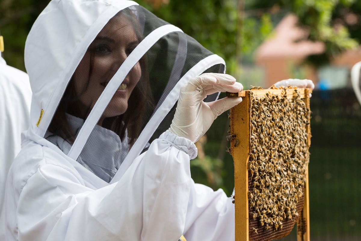 Rural Beekeeping and Honey Craft Beer Tasting | Virgin Experience Days