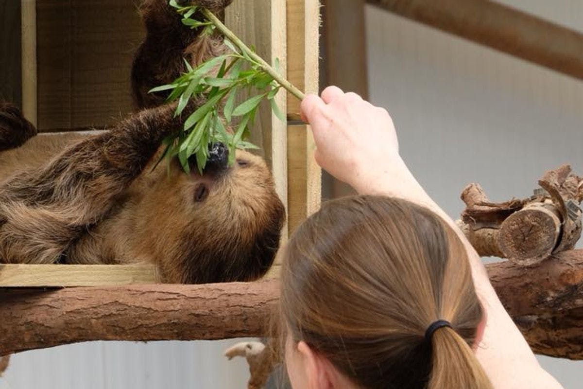 Sloth Encounter with Day Admission to South Lakes Safari Zoo