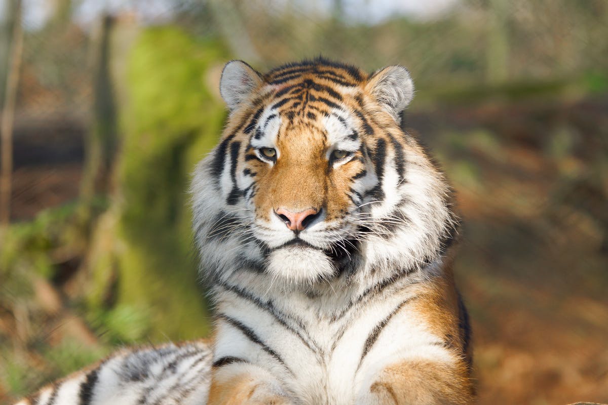 2 for 1 Tiger Encounter at Dartmoor Zoo