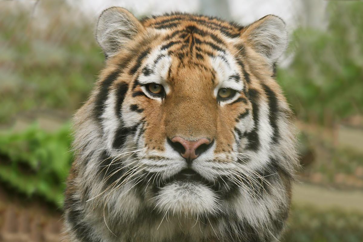 2 for 1 Tiger Encounter at Dartmoor Zoo