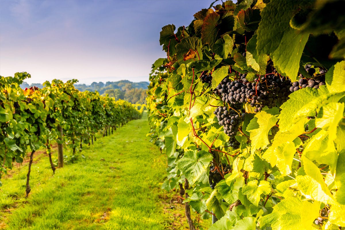 grapevine vineyard tour