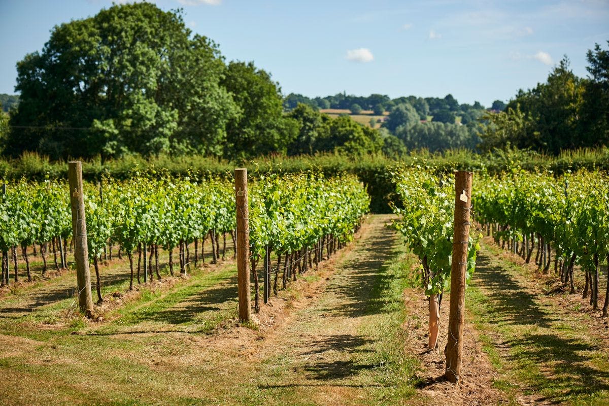 chapel down wine tour