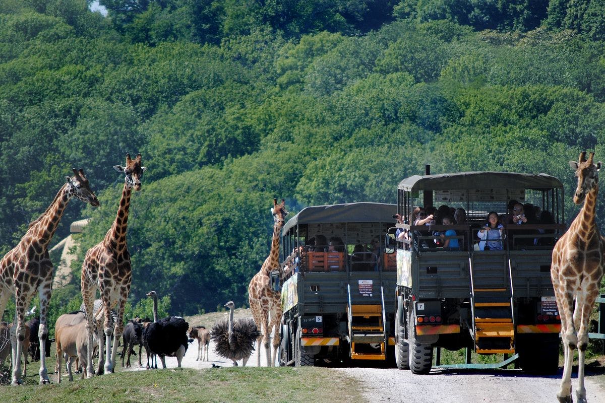 port lympne safari truck ride