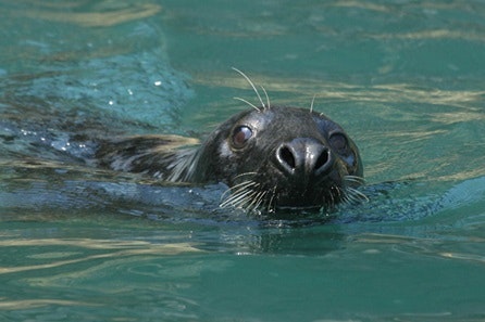 1 Hour Seal Safari Experience for Two Adults
