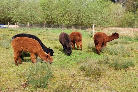 Alpaca Date with Prosecco and Chocolates for Two with Frankly Alpacas