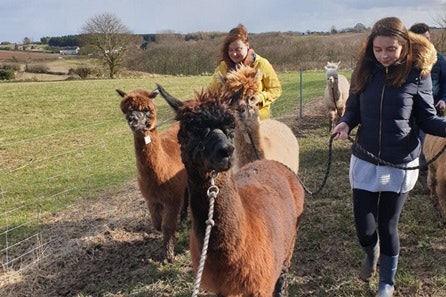 Alpaca Walk for Two at Charnwood Forest Alpacas