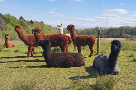 Alpaca Zen Time for Two with Frankly Alpacas