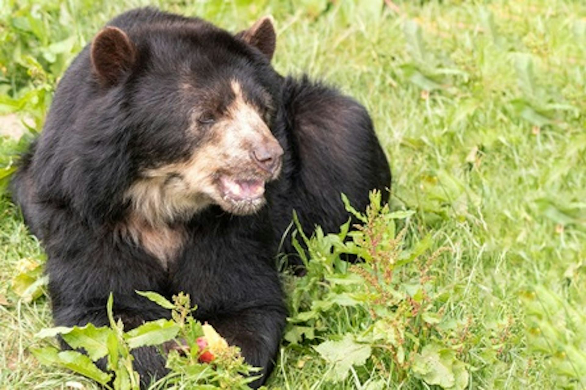 Andean Bear Animal Encounter For Two At South Lakes Safari Zoo - Virgin 