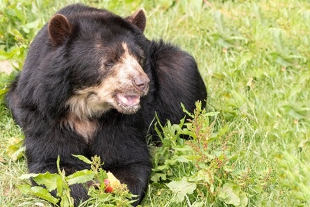 Andean Bear Encounter at South Lakes Safari Zoo