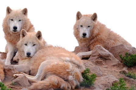 Arctic Wolf Animal Encounter at South Lakes Safari Zoo