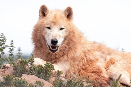 Arctic Wolf Animal Encounter for Two at South Lakes Safari Zoo