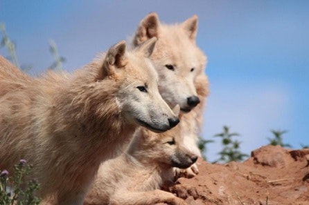 Arctic Wolf Animal Encounter at South Lakes Safari Zoo