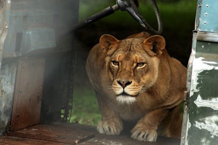Become a Big Cat Keeper at Dartmoor Zoo