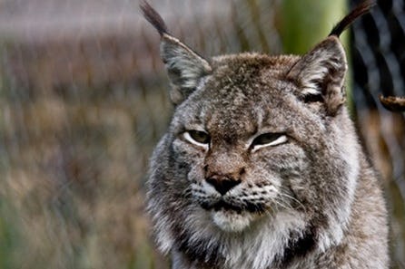 Become a Big Cat Keeper at Dartmoor Zoo for Two