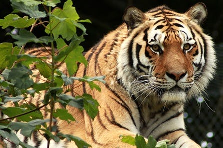 Become a Big Cat Keeper at Dartmoor Zoo for Two