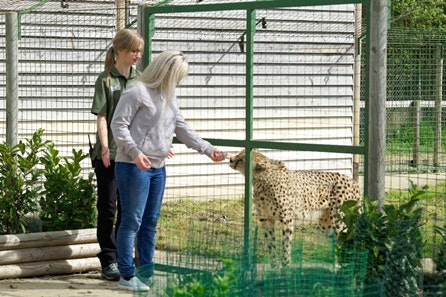 Big Cat Ranger for a Day - Weekends