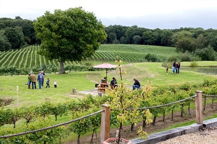 Bluebell Vineyard Estates Tour with Cheese and Wine Tasting