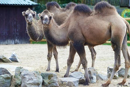 Camel Close Encounter Experience at Drusillas Park