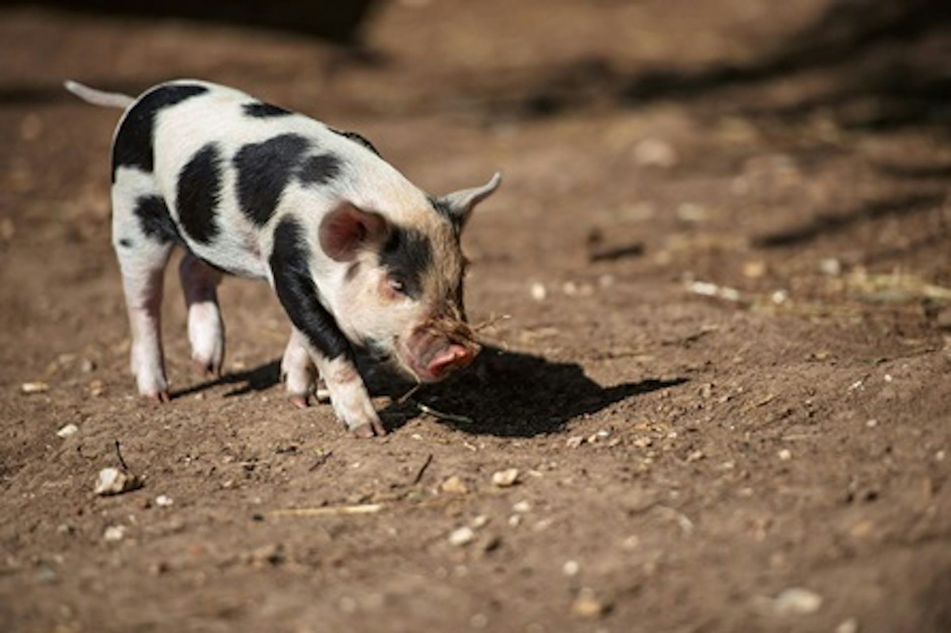 Piggy Pet and Play for One Child at Kew Little Pigs - Virgin Experience ...