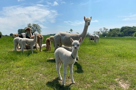 Cria Watch, the Baby Alpaca Experience for Two at Charnwood Forest Alpacas