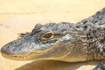 Crocodile Feeding Encounter