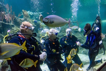 Weekday Dive with Sharks at Skegness Aquarium