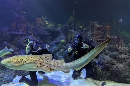 Dive with Sharks at Skegness Aquarium