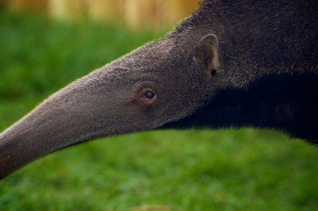 Giant Anteater Close Encounter at Drusillas Park